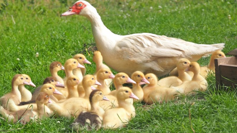 Ducks are now a part of livelihood