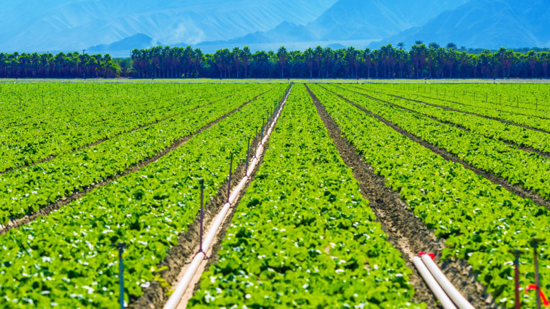 Growing vegetables are trending in hillside