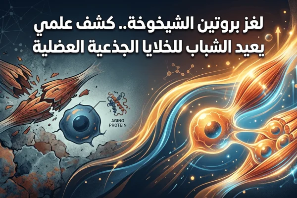 لغز بروتين الشيخوخة.. كشف علمي يعيد الشباب للخلايا الجذعية العضلية